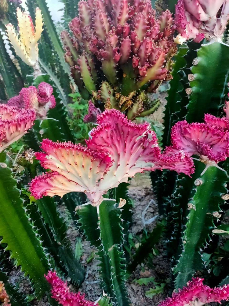 Wholesale High Quality Cactus Plant Euphorbia Lactea F Cristata Albavariegata Cactus