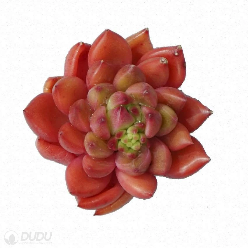 Dudu Cheap Hot Sale Colorful Red Wine Peach Echeveria Natural Live Succulent