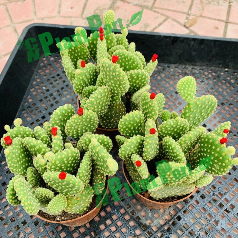 Succulent Cactus Nursery Opuntia Microdasys (Lehm.) Pfeiff. Bonsai Tree Wholesale Indoor Plants