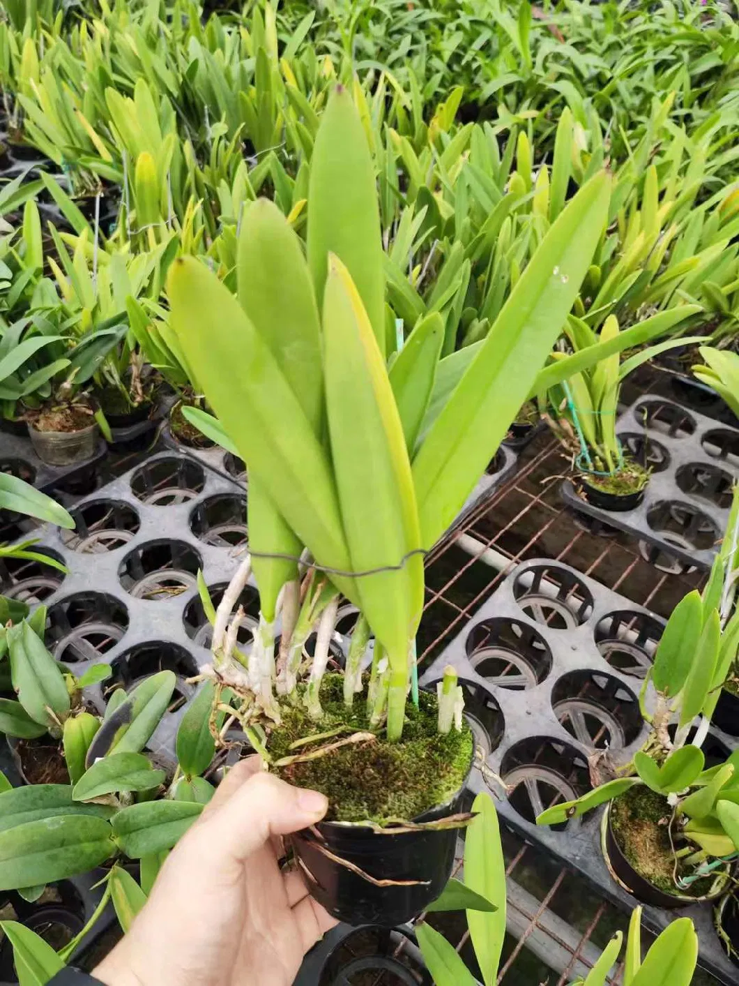 Fvwholesale Super Succulent Rare Cattleya Orchid Large Plant Beautiful Landscape