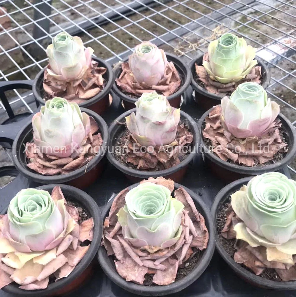 Mountain Rose Greenovia Succulent Plants