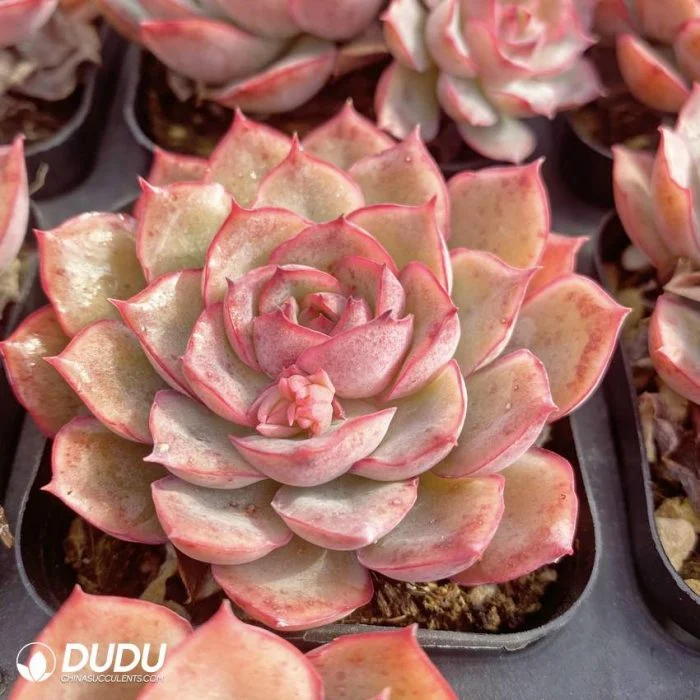 Dudu Outdoor Pointy Round Mini Egeria Echeveria Natural Live Succulent