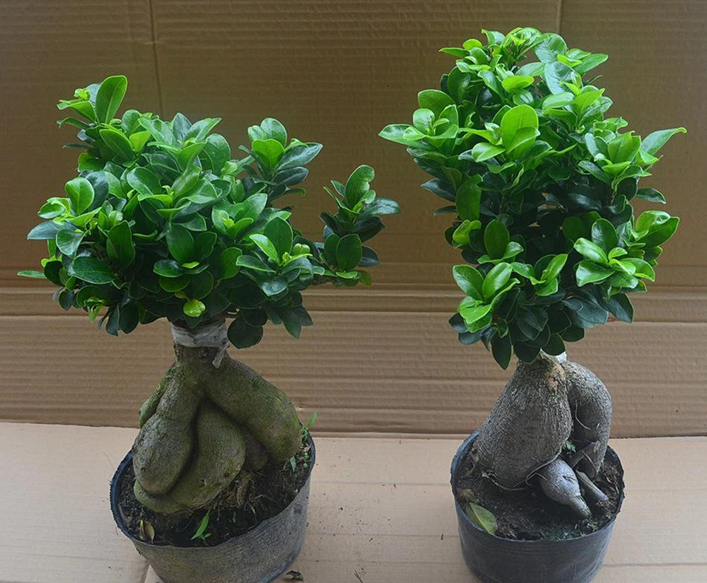 S Shaped Ginseng Ficus Microcarpa Bonsai Garden Decoration Succulents Wholesale