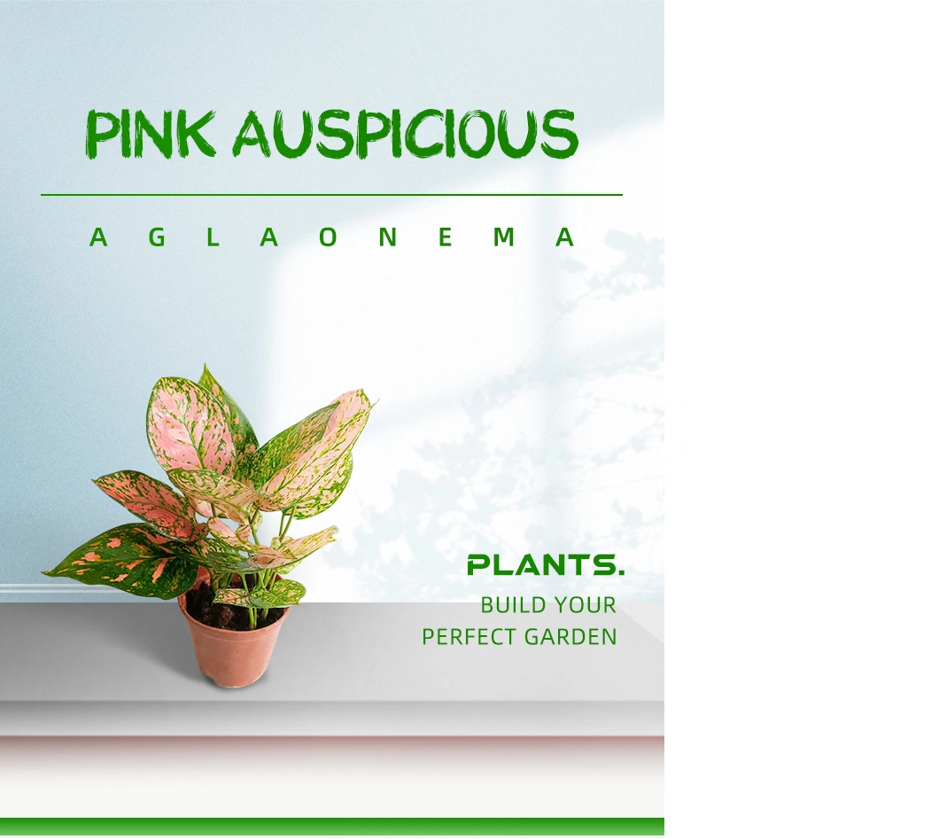 Aglaonema Auspicious Red Natural Live Plants