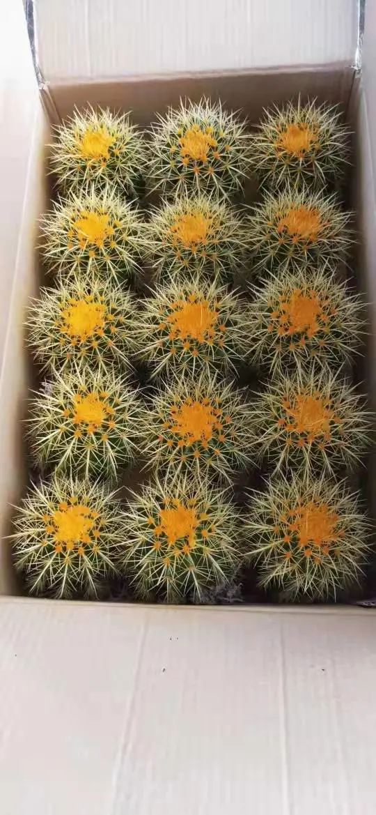 3-50cm Diameter High Quality Golden Barrel Cactus Succulents Echinocactus Grusonii Cactus on Wholesale