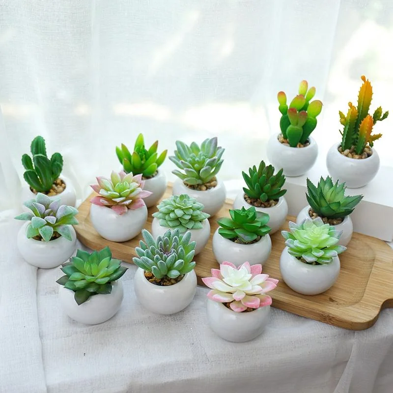 Decoration Mini Succulent Plants Bonsai Plants with Ceramics Pots