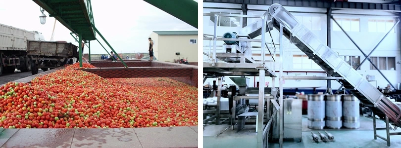 Nopal Pickles Cactus Fruit Juice Jam Production Making Processing Plant