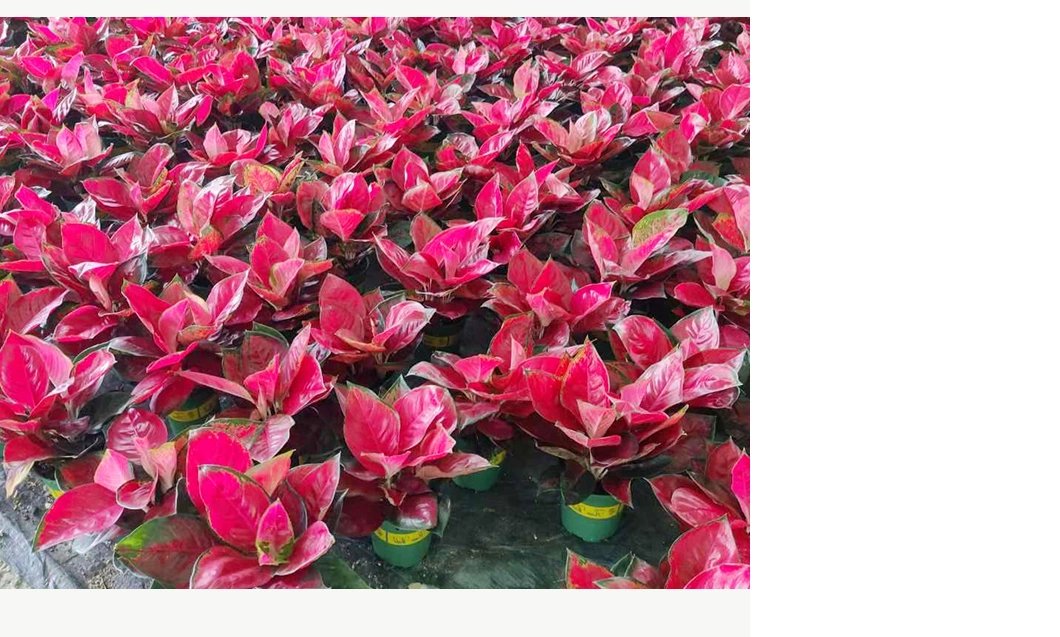 Aglaonema Dong Fang Red, Suksom Real Plants