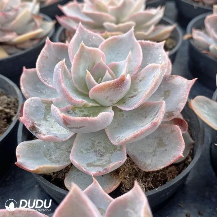 Hot Selling Wholesale Succulent Peacockii Echeveria Natural Live Succulent for Beginners