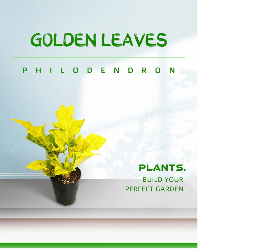 Philodendron Golden Leaves Real Plants