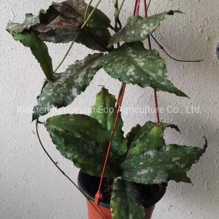 Wholesale Indoor Flower Plants Hoya