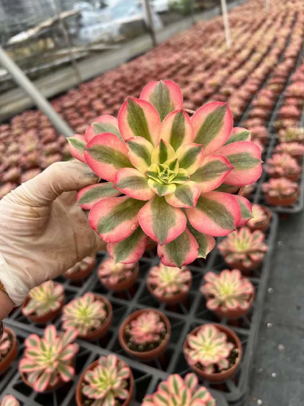 Wholesale Succulent Aeonium Pink Witch