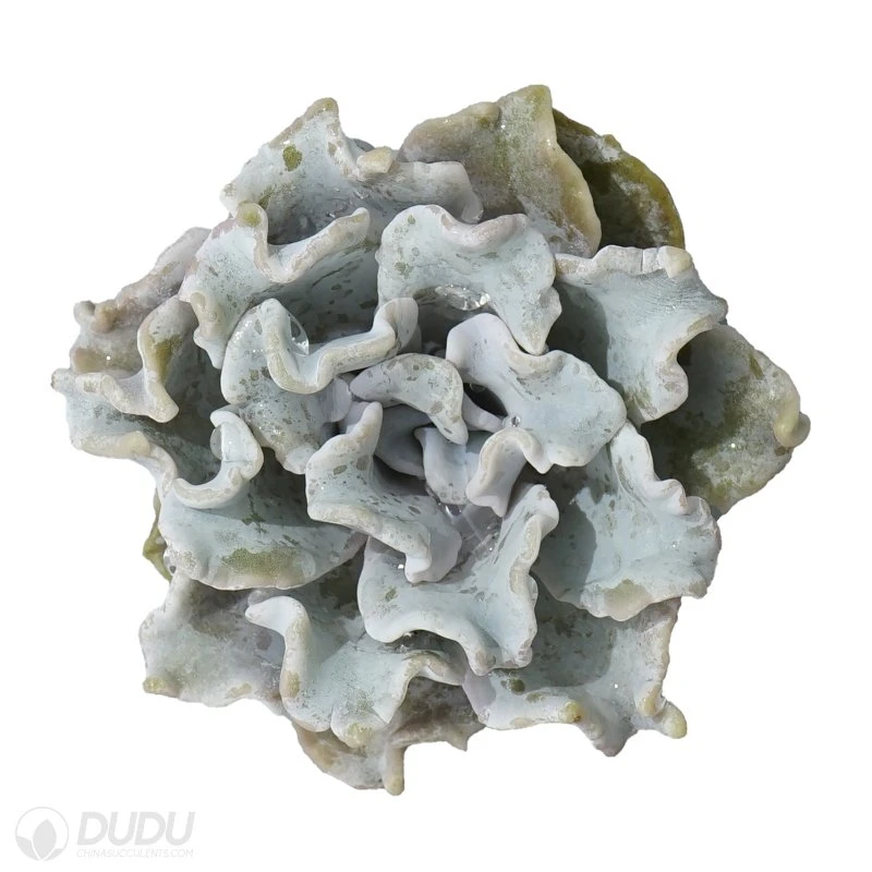 Dudu Colorful New Arrival Ballet Dancer Echeveria Natural Live Succulent