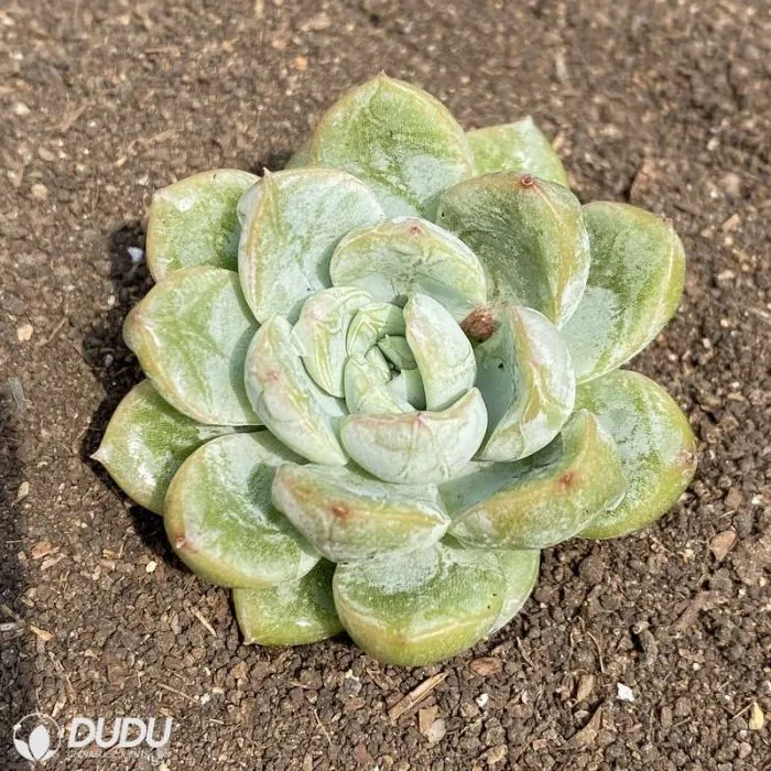 Dudu Beauty Cheap Indoor Elsie Echeveria Natural Live Succulent