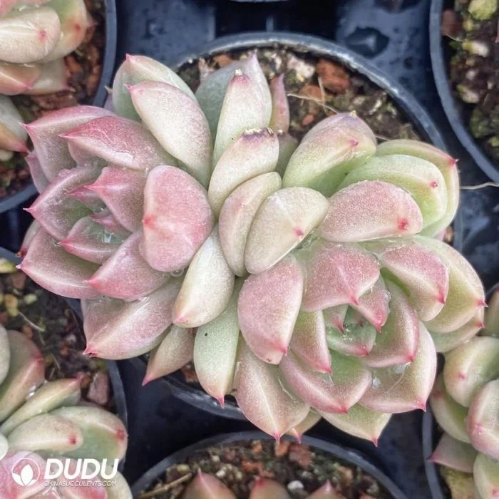 New Arrival Wholesale Echeveria Sky Jenny Double-Headed Natural Live Succulents