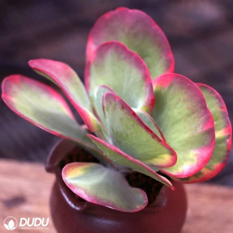 Dudu Wholesale Beautiful Kalanchoe Thyrsifolia Variegated Natural Live Succulent