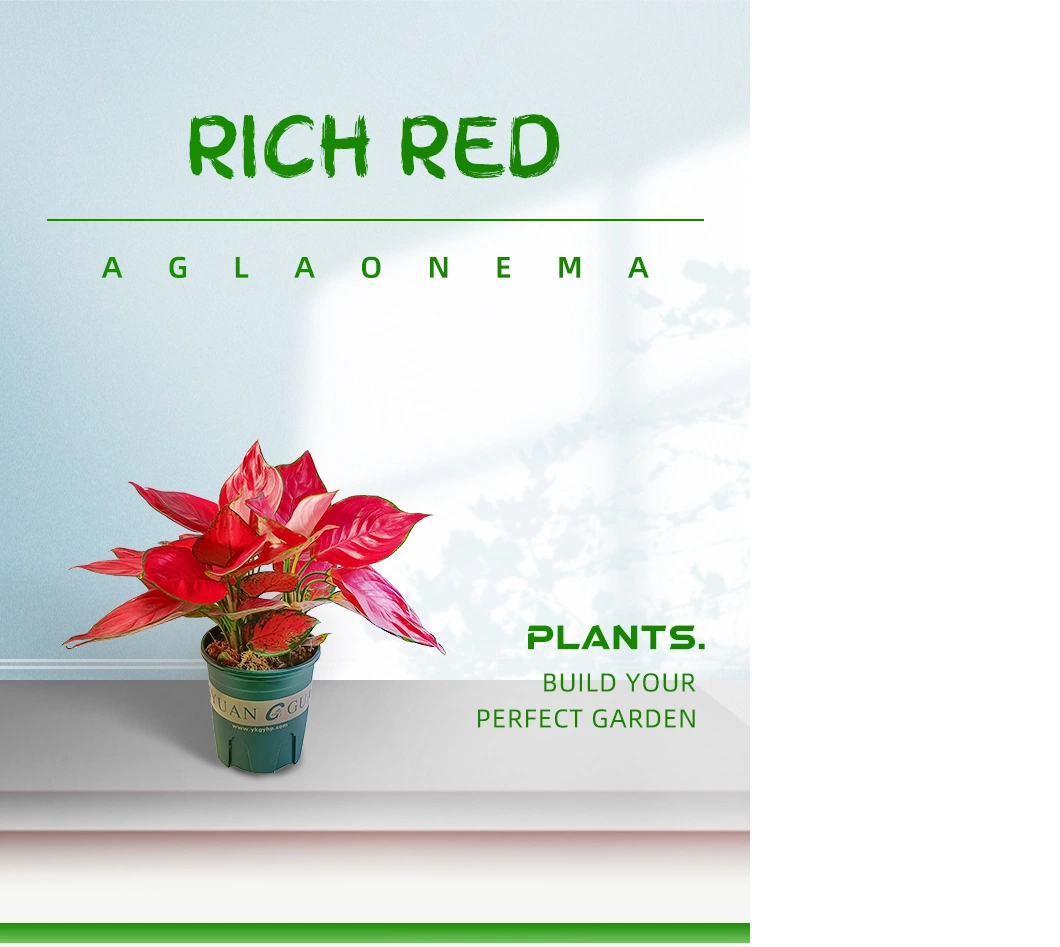 Aglaonema Rich Red Real Plants