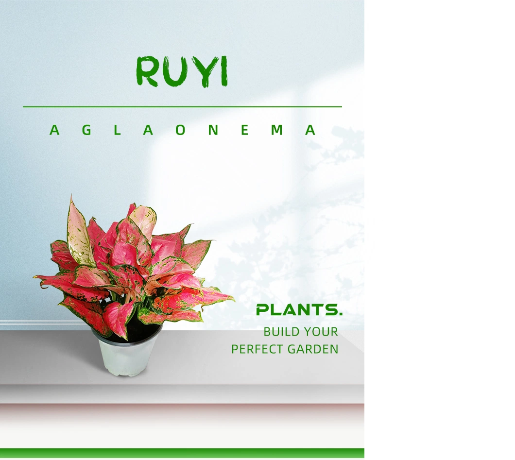 Aglaonema Red Ruyi Live Plants