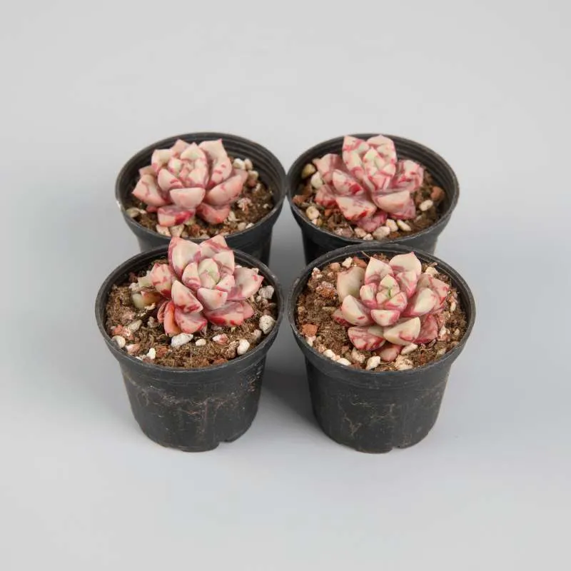 Dudu Wholesale Mini Indoor Echeveria Blood Warbler Succulent Plants