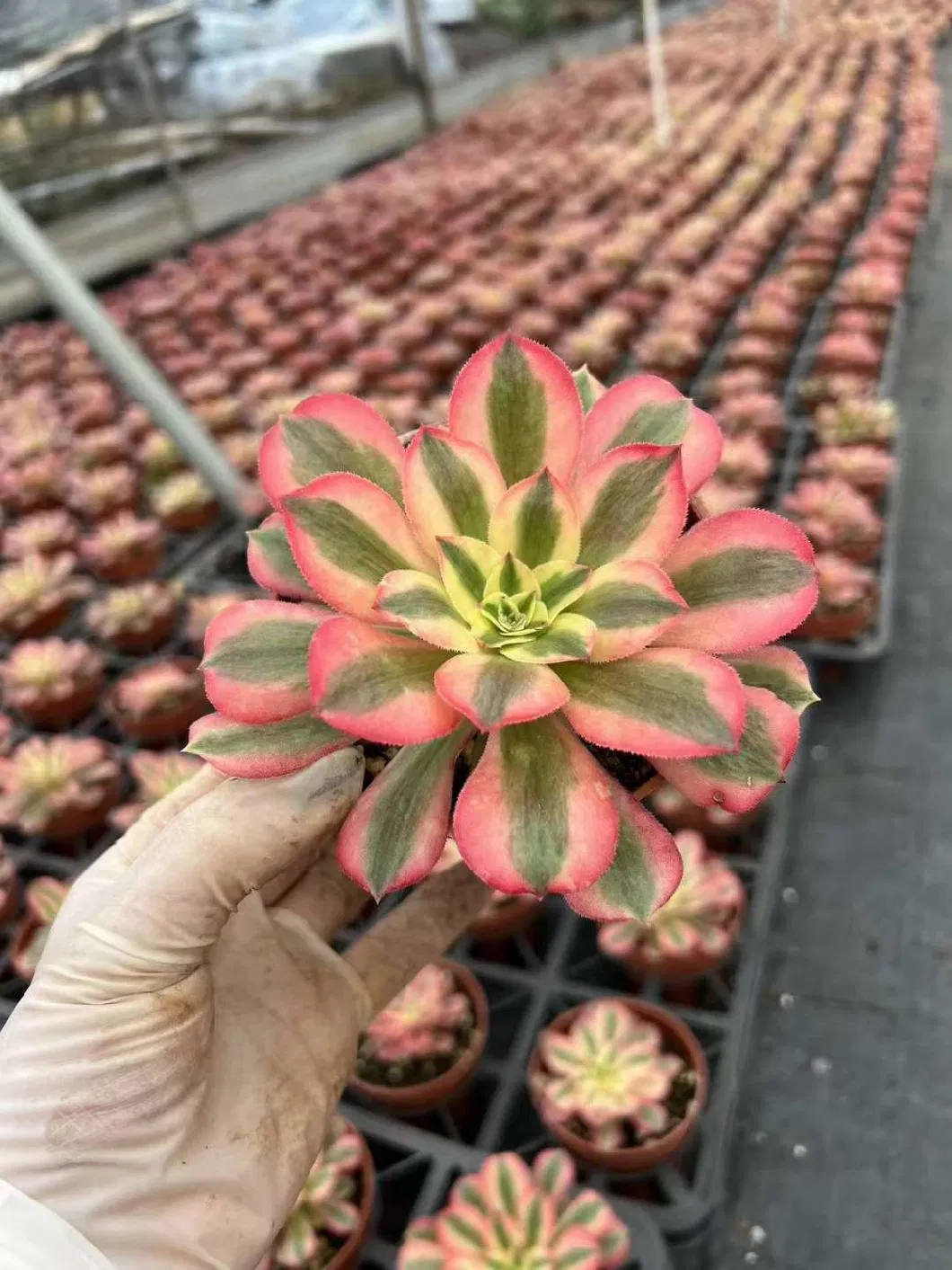 Wholesale Succulent Aeonium Pink Witch