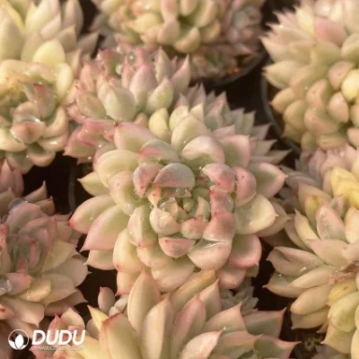  Dudu colorato nuovo arrivo Mebina Clustering Echeveria naturale vivo Succulent In estate