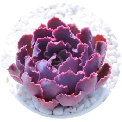  Echeveria Afterglow Succulent Plant Succulents piante reali