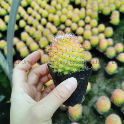  Vivaio di piante vive Cactus e Succulent