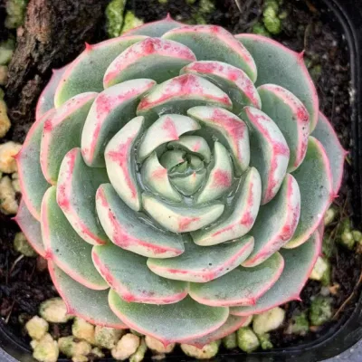  Dudu Echeveria/Lithop/Hawwinia/Cactus Euphorbiaceae Compiphora orbicularis Succulents piante vive naturali