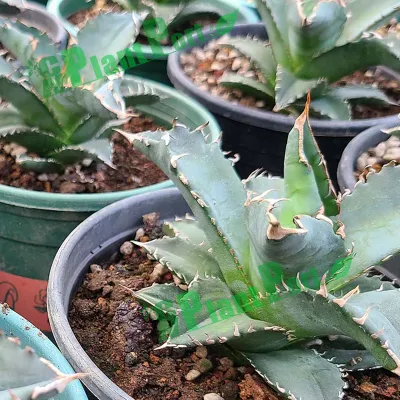  Live Agave Titanota Bonsai Rare radice Succulente esportazione vivaio naturale Piante