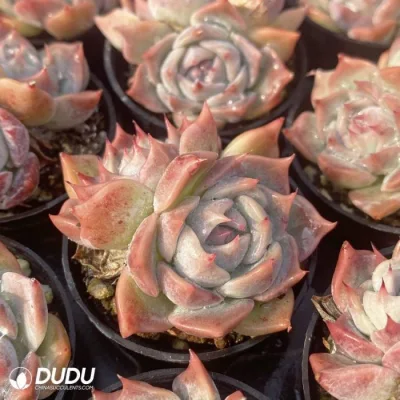 Dudu nuovo arrivo reale grande Echeveria Pikachu doppio-testa Sucrus dal vivo