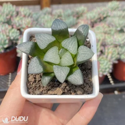  Dudu nuovo arrivo Dragon Light Hawwinia naturale vivo Succulent