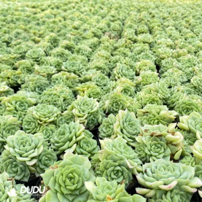  Dudu Wholesale Nursery Echeveria/Hawworthia/Lithops/Aeonium/Cactus piante vive e succulente naturali colorate