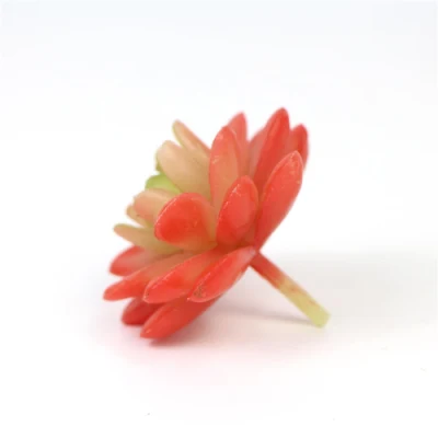  Piante succulenti dell&prime;interno di tocco reale della decorazione dell&prime;ufficio di alta qualità per il tavolino da salotto