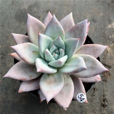 Impianto succulento Echeveria Mexicangant all&prime;ingrosso