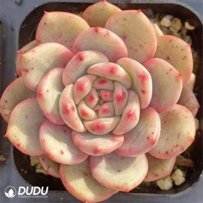  Dudu Farm Wholesale Ling Snow Echeveria naturale vivo Succulent in Estate