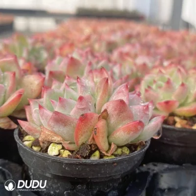  Dudu Rare all&prime;ingrosso AK Maria Clustering Naturale vivo Succulente