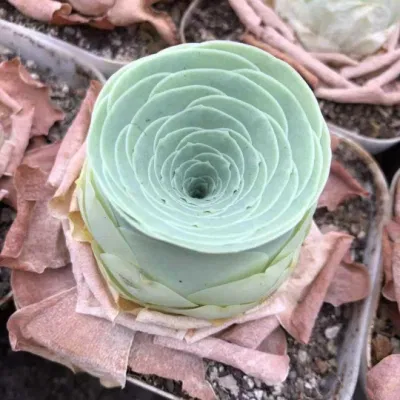  Bonsai Fiore succulento piante ornamentali