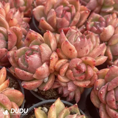  Dudu Hot sale Echeveria Jillian Clustering piante vive e succulente naturali