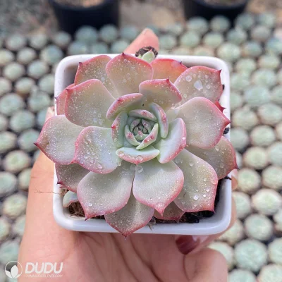  Dudu nuovo arrivo Echeveria Laulensis Echeveria Natural Live Succulents