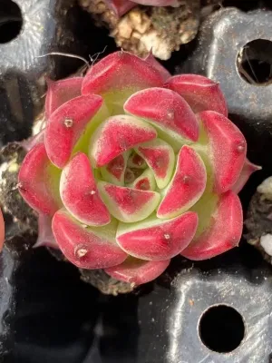  Succulente Regina Rossa piante reali