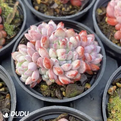  Dudu Beauty Grappopetalum Naya Elf Clustering Graptopetalum Natural a buon mercato Live Succulent