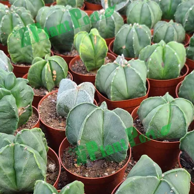  Stella forma Cactus Succulent vivaio per l&prime;esportazione Giardino Astrophytum Miriostigma Lem