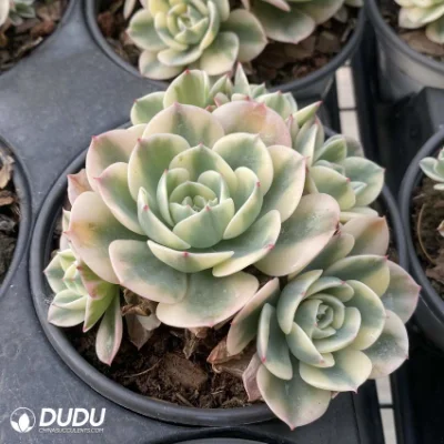  Dudu piante vive Vendita a caldo Lenore Dean Variegate Echeveria Natural Live Succulent