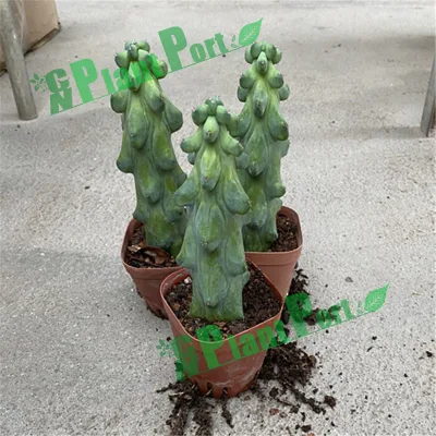  Rara radice Bonsai Cactus vivaio Agriturismo Lophocereus Schottii Var. Monstrosus piante Succulente
