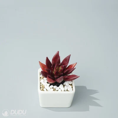  Dudu Hot sale anima rossa Echeveria naturale vivo Succulent
