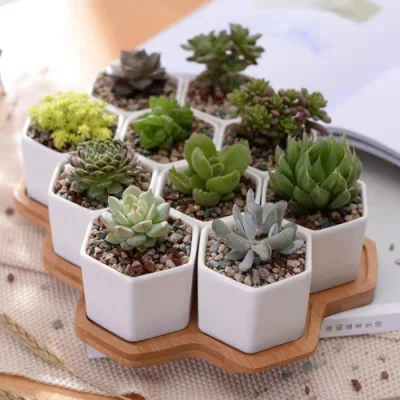  Piccolo contenitore in ceramica esagonale 10 PZ Succulent con vassoio di bambù Mini assortiti piante artificiali di cactus Faux assortimento di cactus Pot bianchi Bl21946