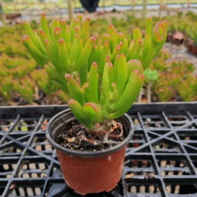  Crassula Oblique Succulente pianta Succulente piante reali