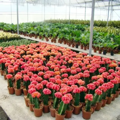  Gymnocalycium Mihanovichii Luna Cactus piante vive Fiori decorazione Live Piante Cactus Tissue Culture