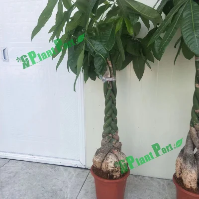  5 albero di denaro Braid Bonsai Pachira Macrocarpa pianta rara vivo Vivaio naturale