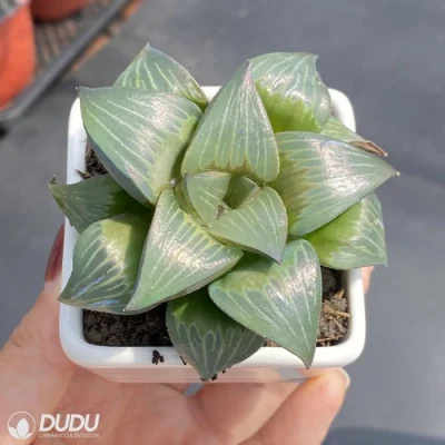  Dudu all&prime;ingrosso Rare Indoor Xishan Hawworthia naturale Sucrulent vivo